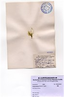 藏品(羽藻)的圖片